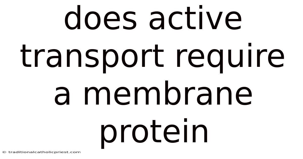 Does Active Transport Require A Membrane Protein