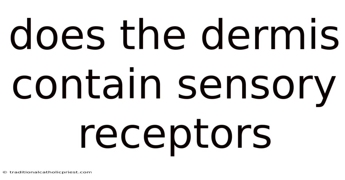 Does The Dermis Contain Sensory Receptors
