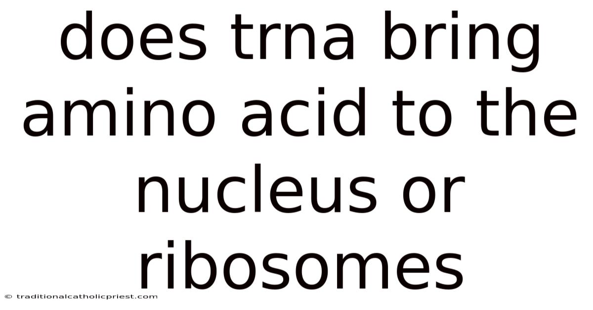 Does Trna Bring Amino Acid To The Nucleus Or Ribosomes