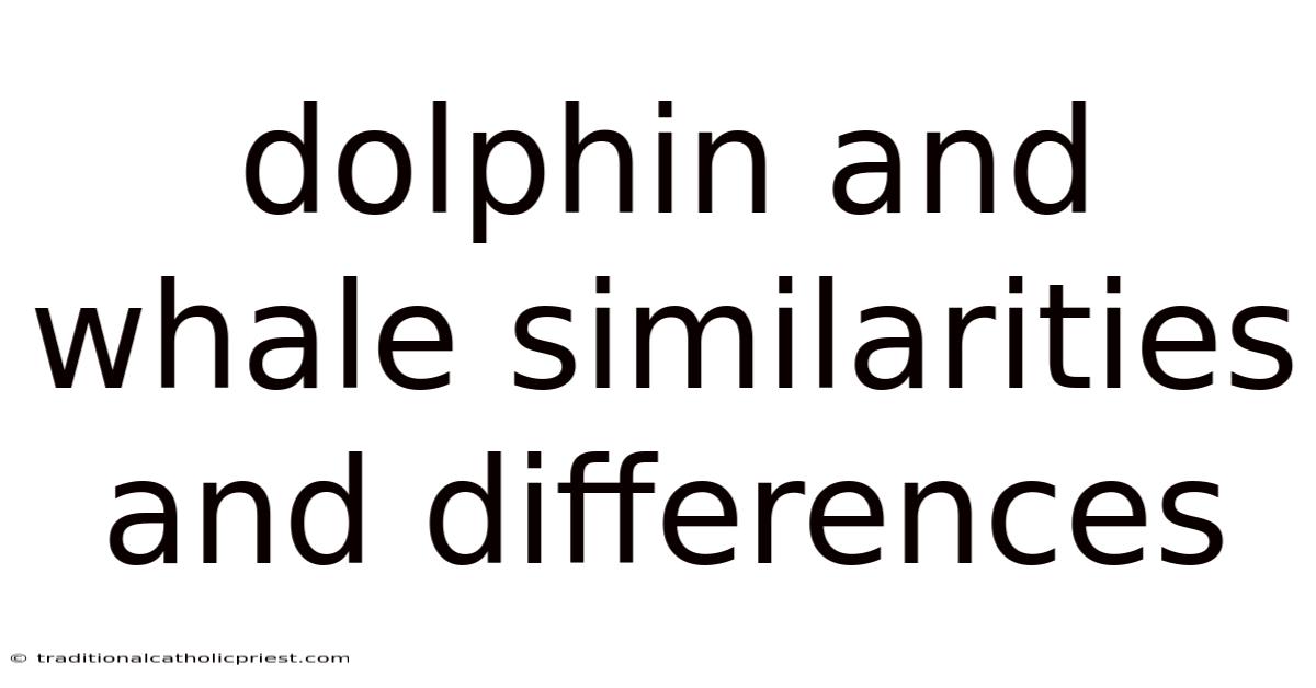 Dolphin And Whale Similarities And Differences