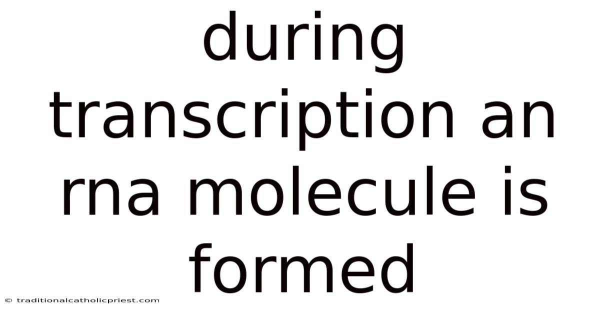 During Transcription An Rna Molecule Is Formed