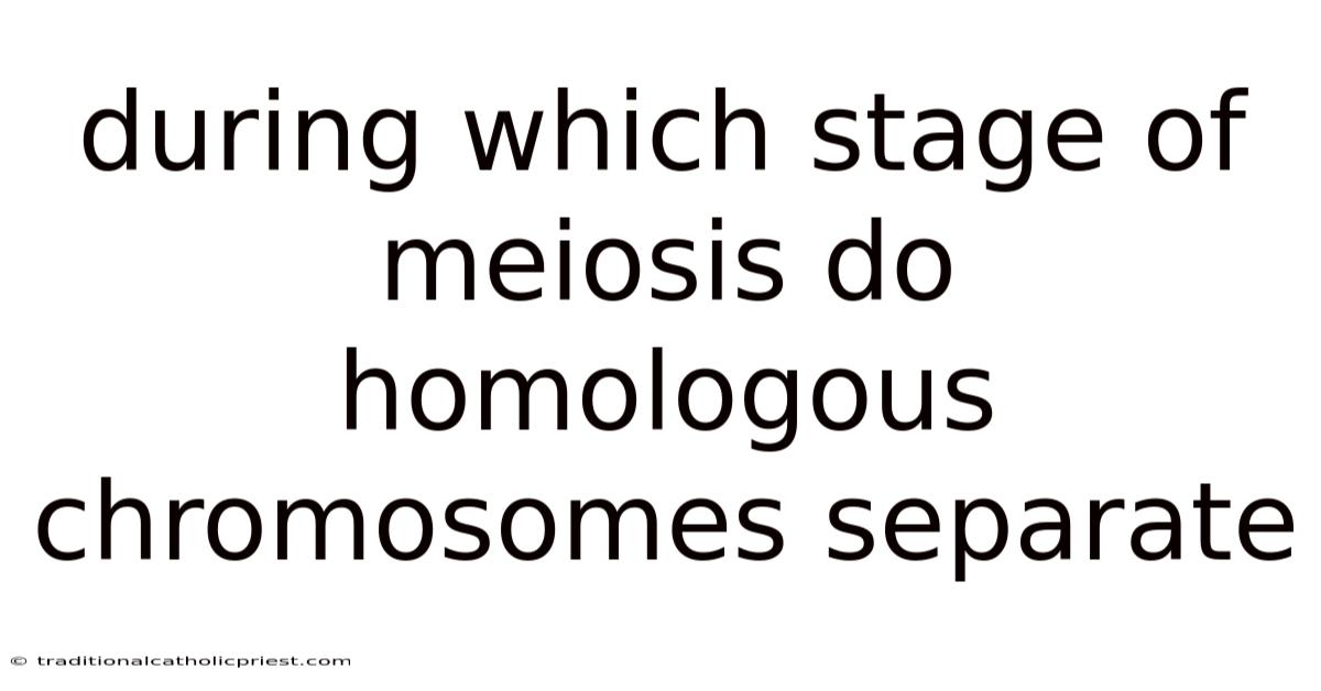 During Which Stage Of Meiosis Do Homologous Chromosomes Separate