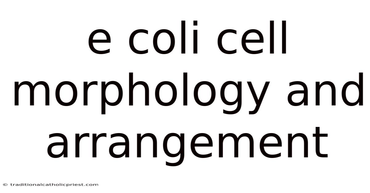 E Coli Cell Morphology And Arrangement