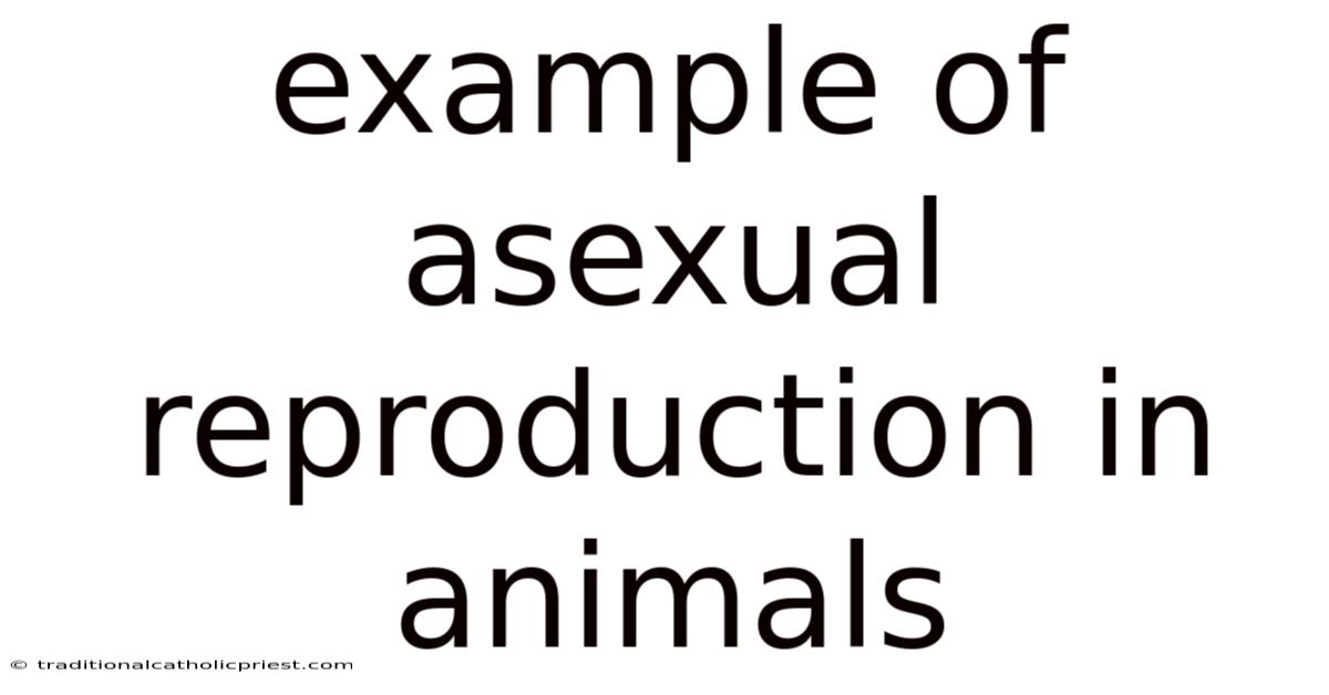 Example Of Asexual Reproduction In Animals