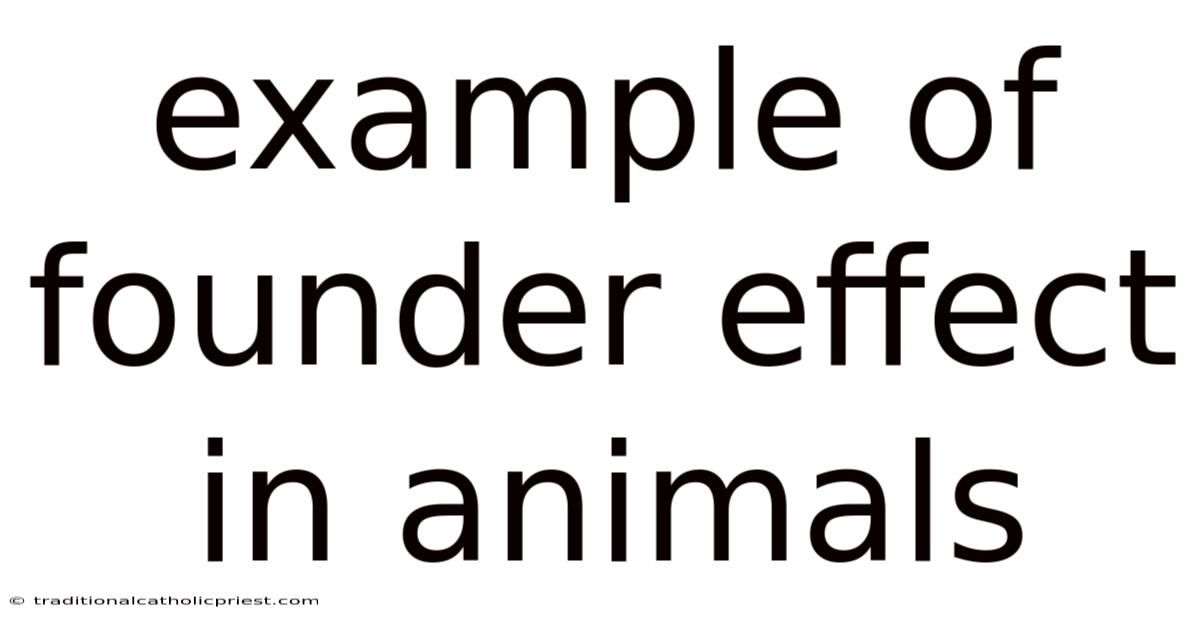 Example Of Founder Effect In Animals