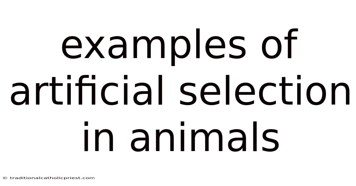 Examples Of Artificial Selection In Animals