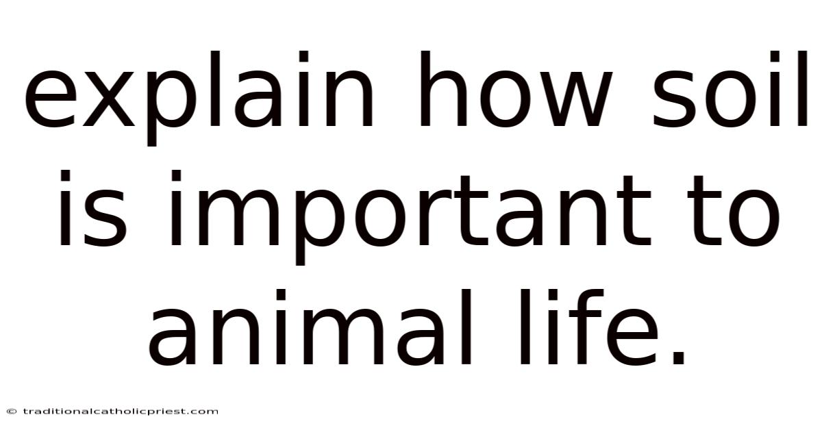 Explain How Soil Is Important To Animal Life.