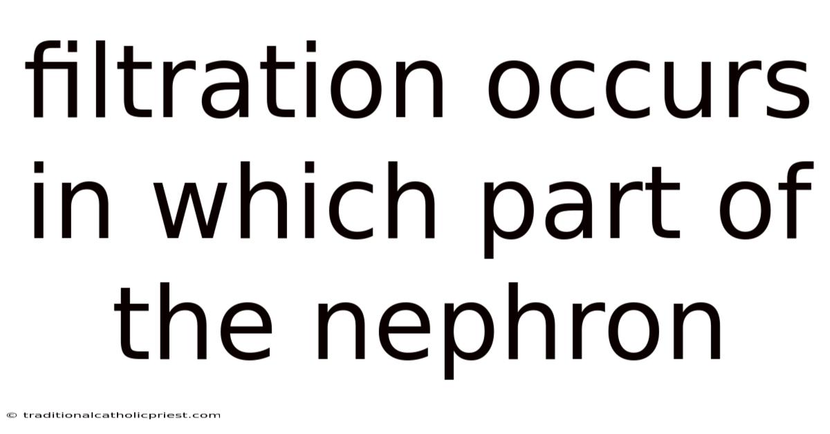 Filtration Occurs In Which Part Of The Nephron