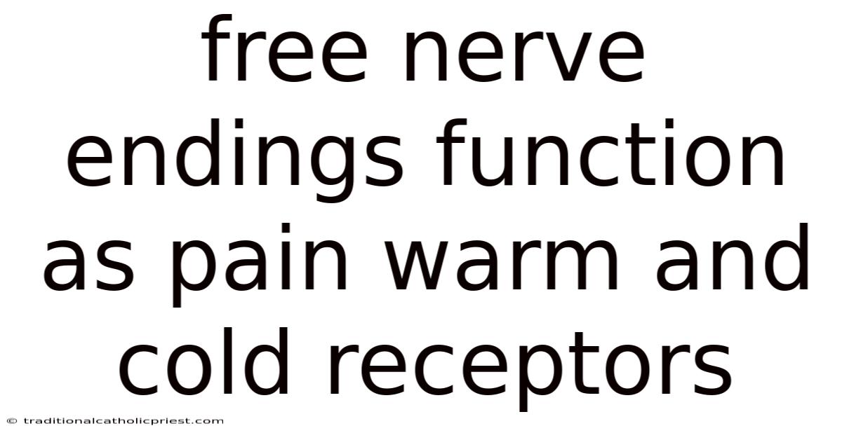 Free Nerve Endings Function As Pain Warm And Cold Receptors