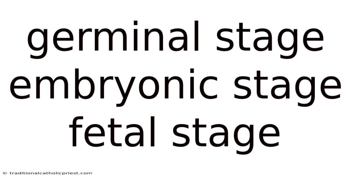 Germinal Stage Embryonic Stage Fetal Stage