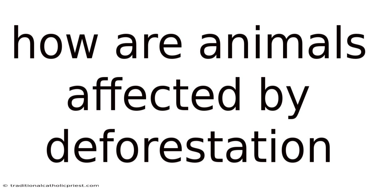 How Are Animals Affected By Deforestation