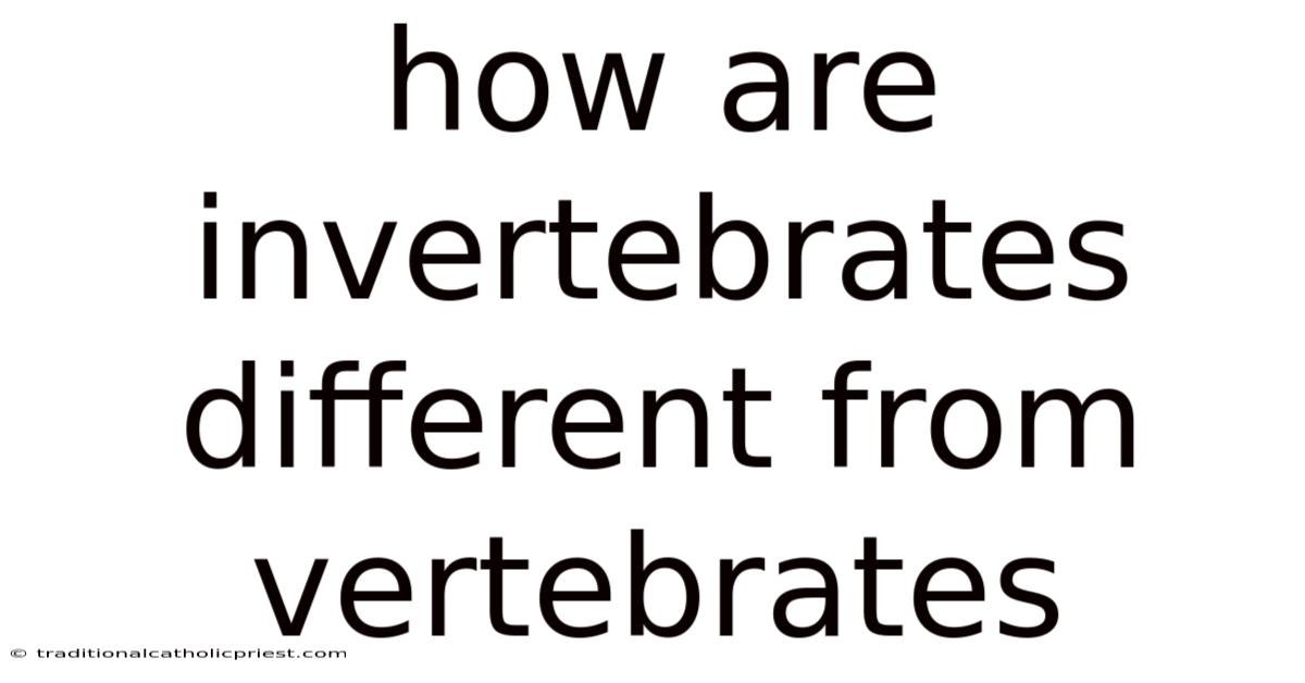 How Are Invertebrates Different From Vertebrates