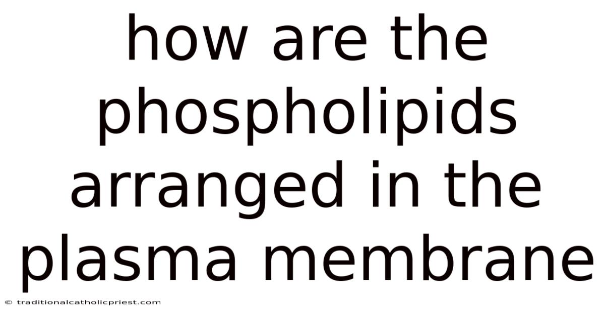 How Are The Phospholipids Arranged In The Plasma Membrane