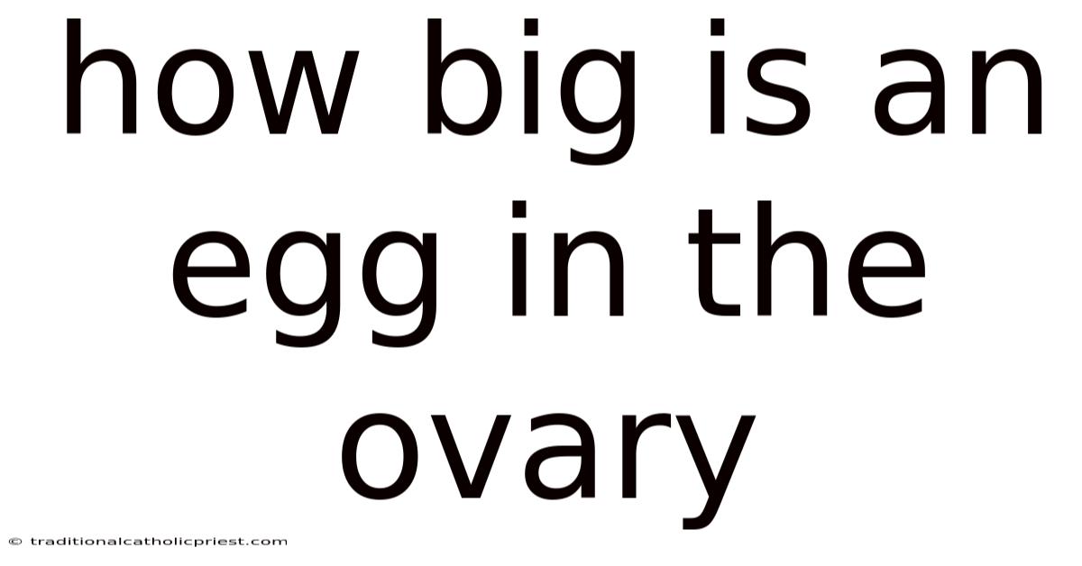 How Big Is An Egg In The Ovary