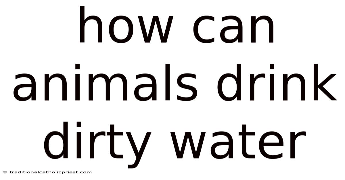 How Can Animals Drink Dirty Water