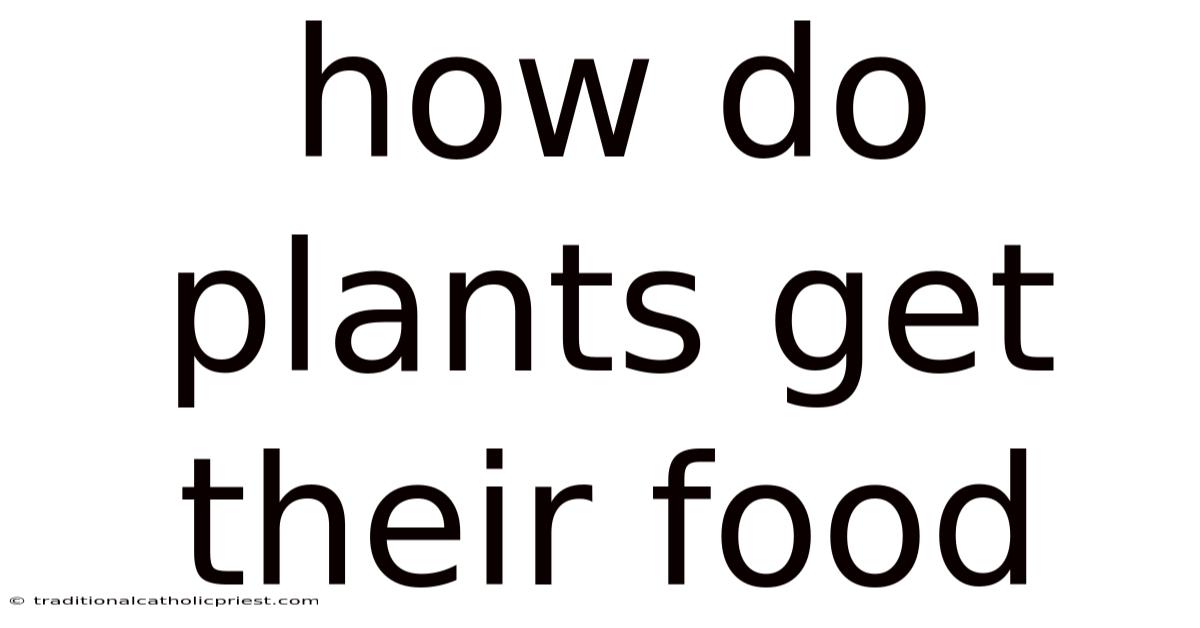 How Do Plants Get Their Food