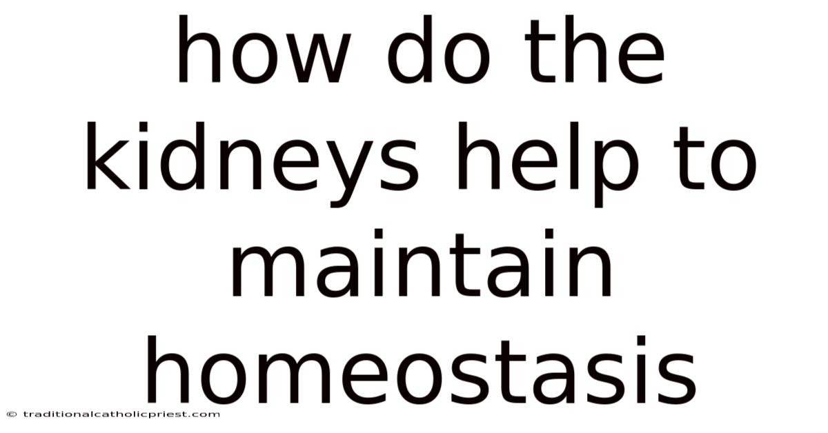 How Do The Kidneys Help To Maintain Homeostasis