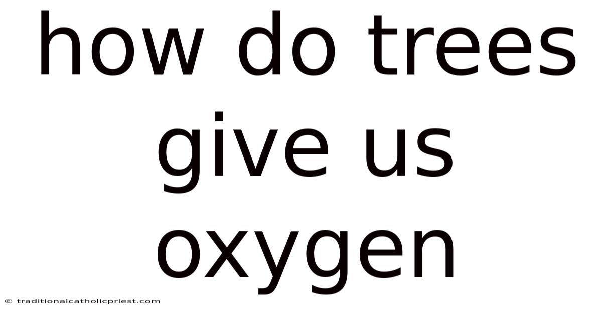 How Do Trees Give Us Oxygen
