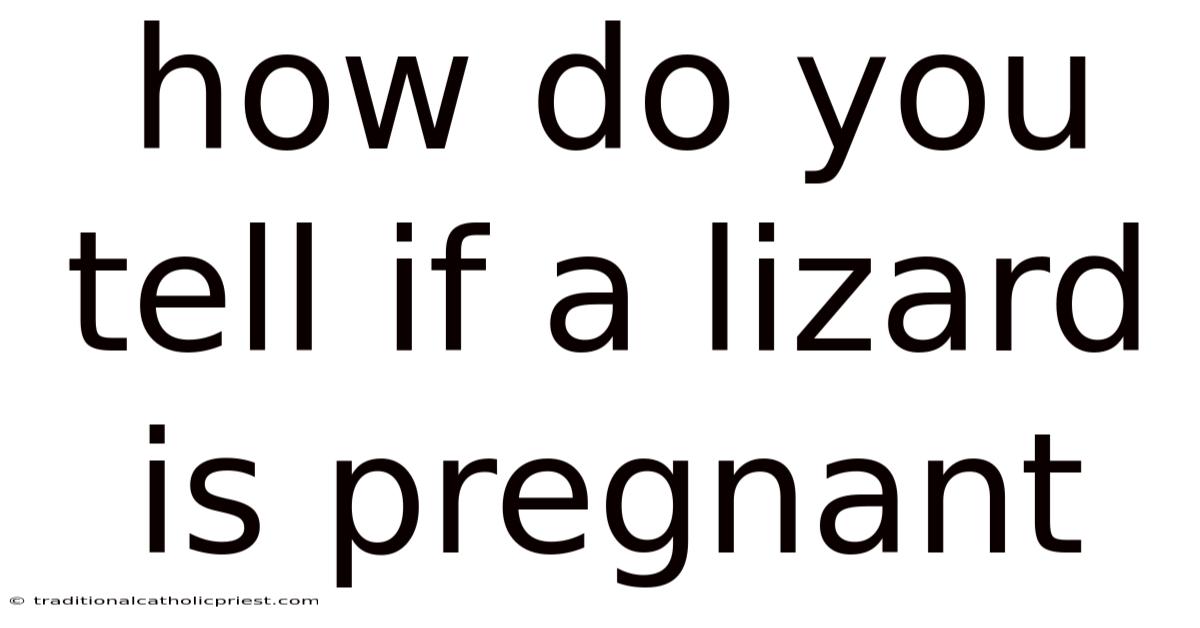 How Do You Tell If A Lizard Is Pregnant