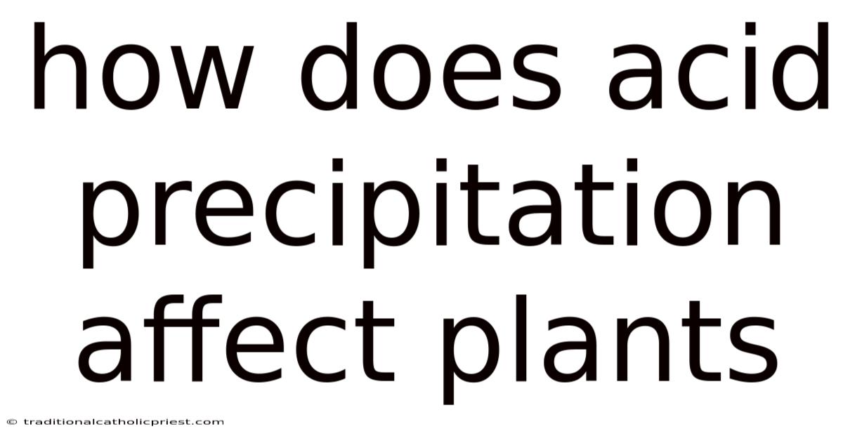 How Does Acid Precipitation Affect Plants