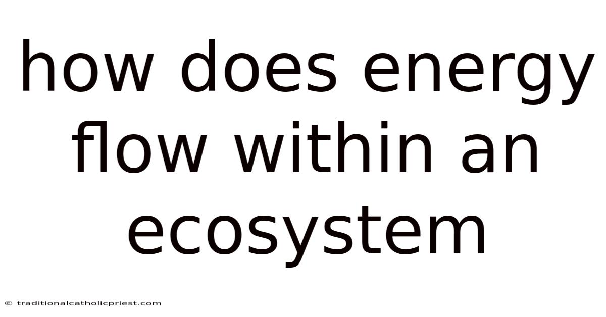 How Does Energy Flow Within An Ecosystem