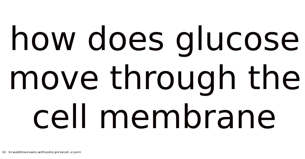 How Does Glucose Move Through The Cell Membrane