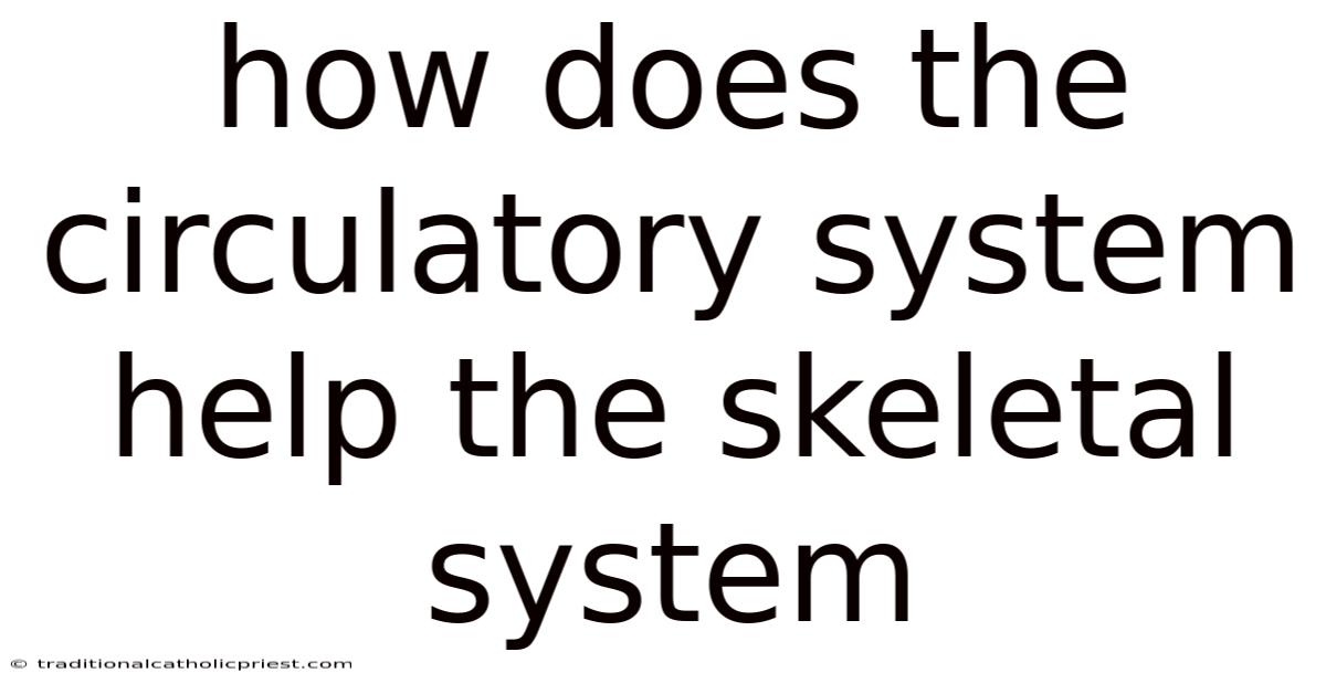 How Does The Circulatory System Help The Skeletal System