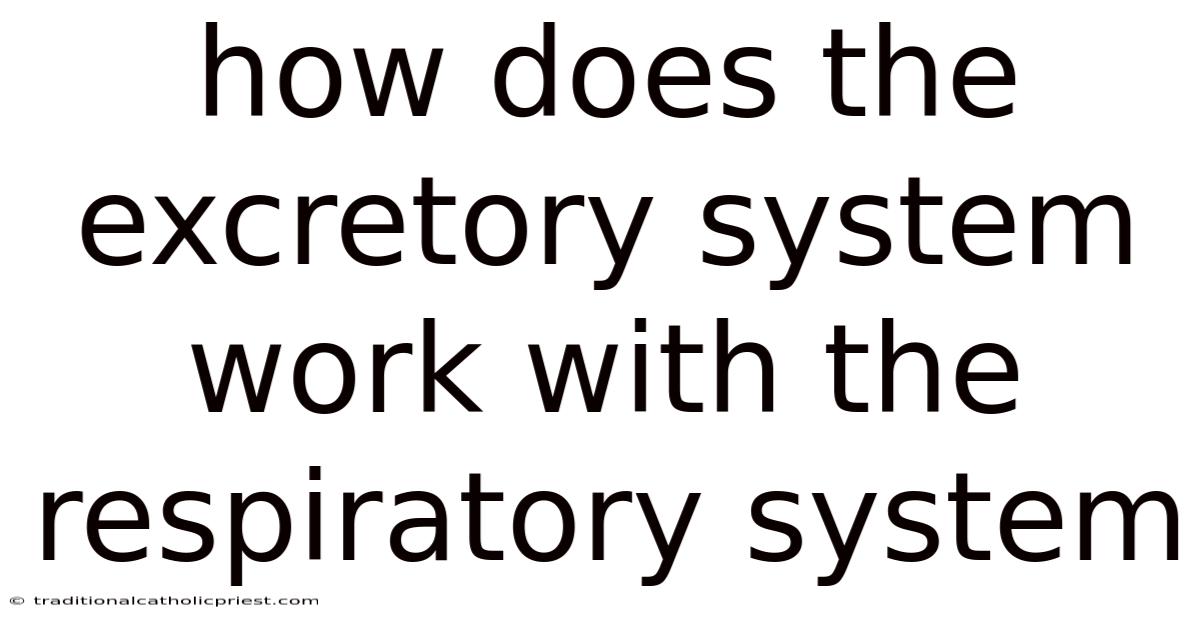 How Does The Excretory System Work With The Respiratory System