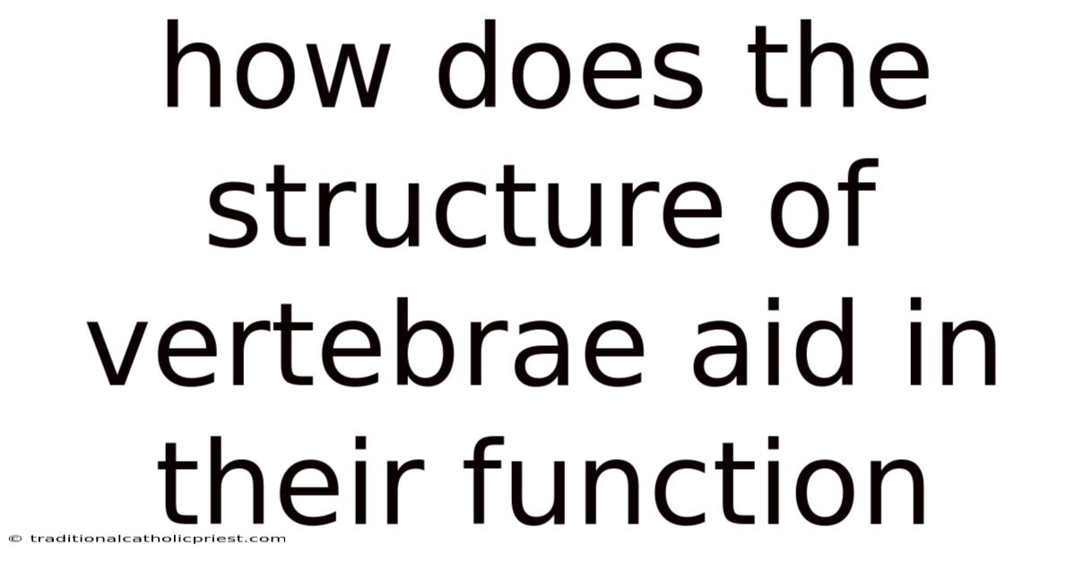 How Does The Structure Of Vertebrae Aid In Their Function