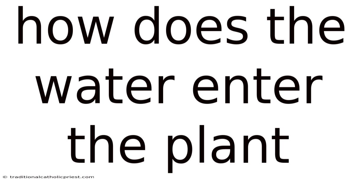 How Does The Water Enter The Plant
