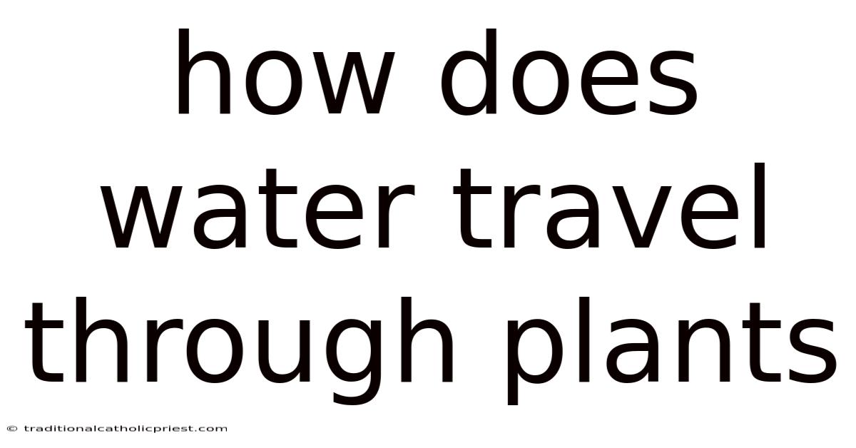 How Does Water Travel Through Plants