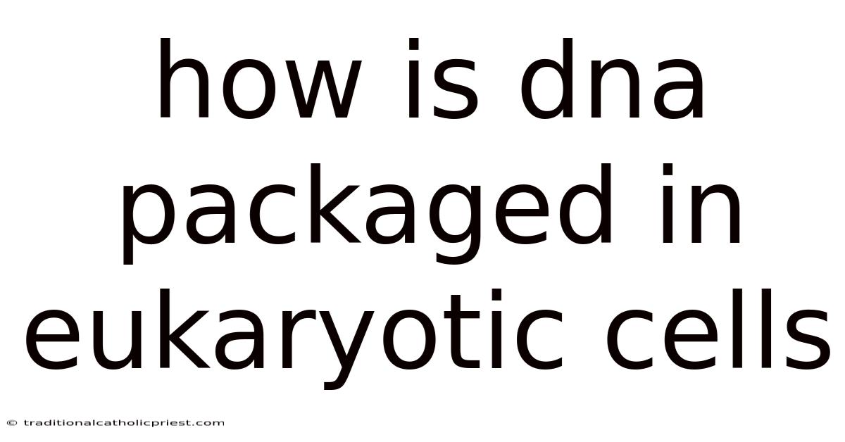 How Is Dna Packaged In Eukaryotic Cells