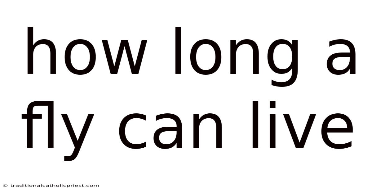 How Long A Fly Can Live
