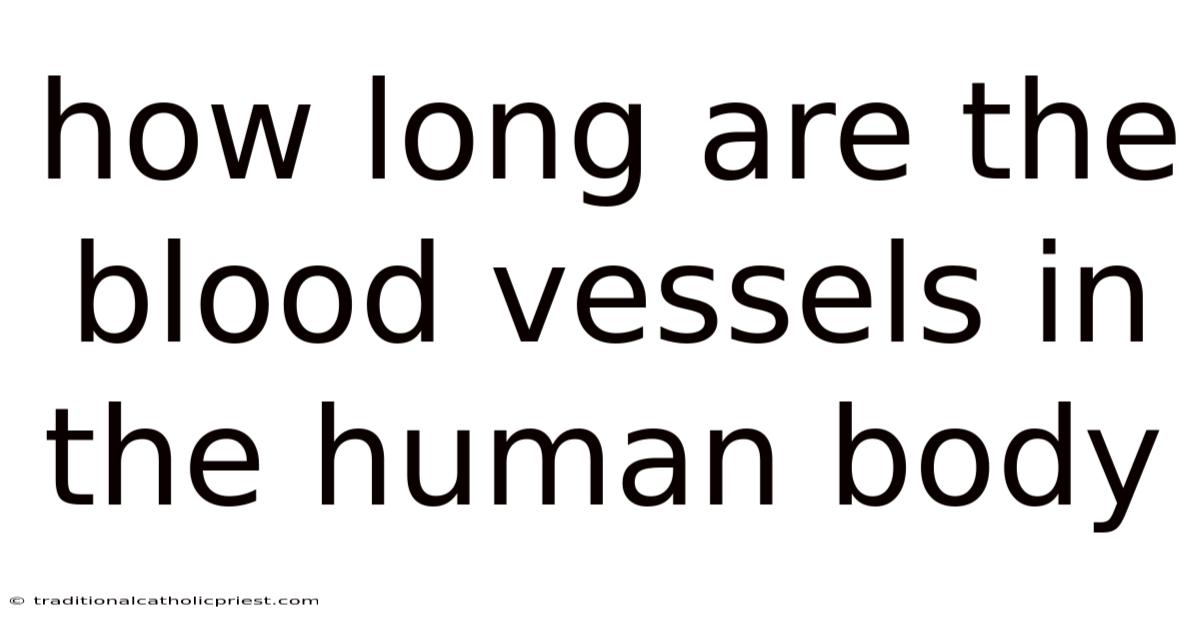How Long Are The Blood Vessels In The Human Body