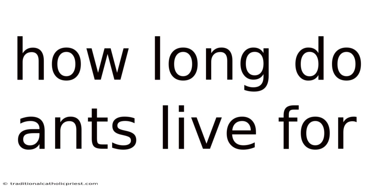 How Long Do Ants Live For
