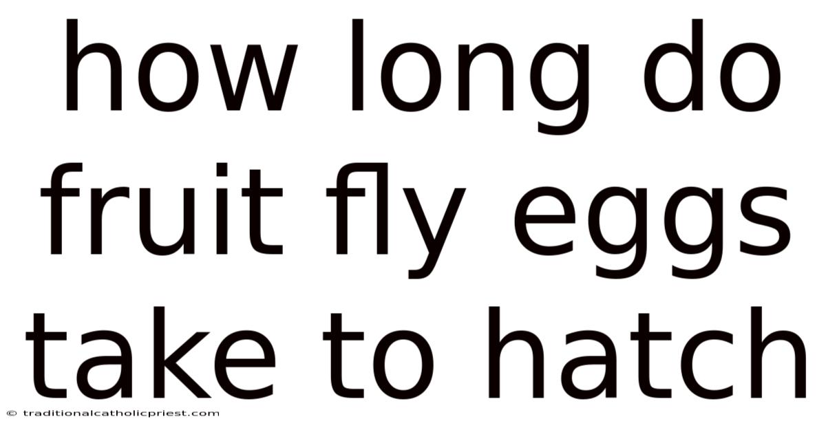 How Long Do Fruit Fly Eggs Take To Hatch