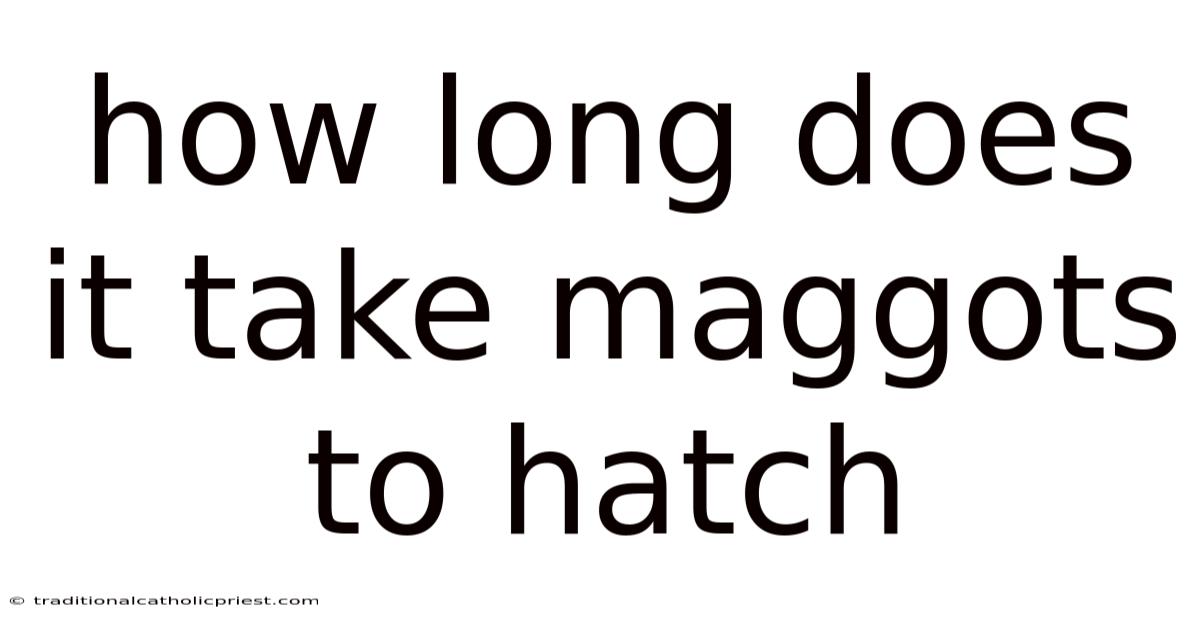 How Long Does It Take Maggots To Hatch