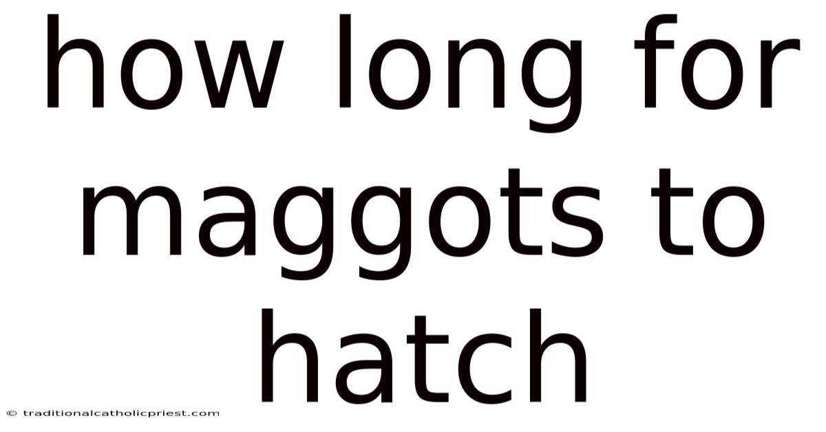 How Long For Maggots To Hatch