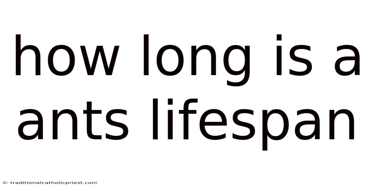 How Long Is A Ants Lifespan