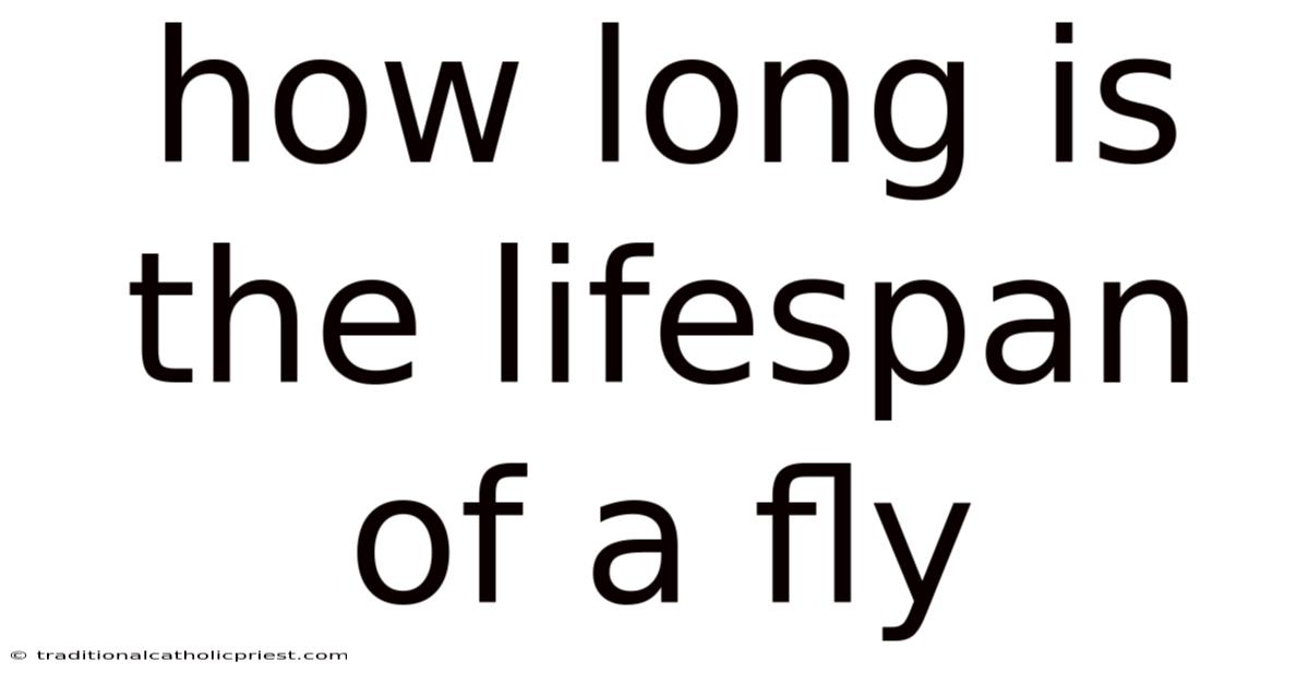 How Long Is The Lifespan Of A Fly