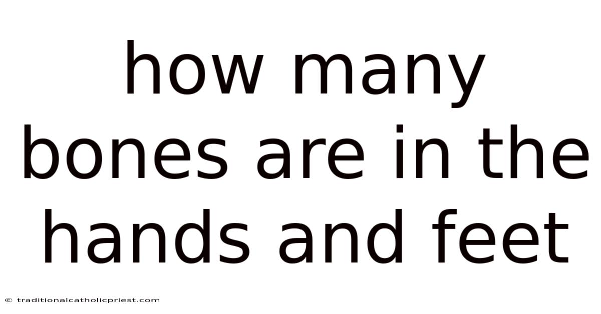 How Many Bones Are In The Hands And Feet