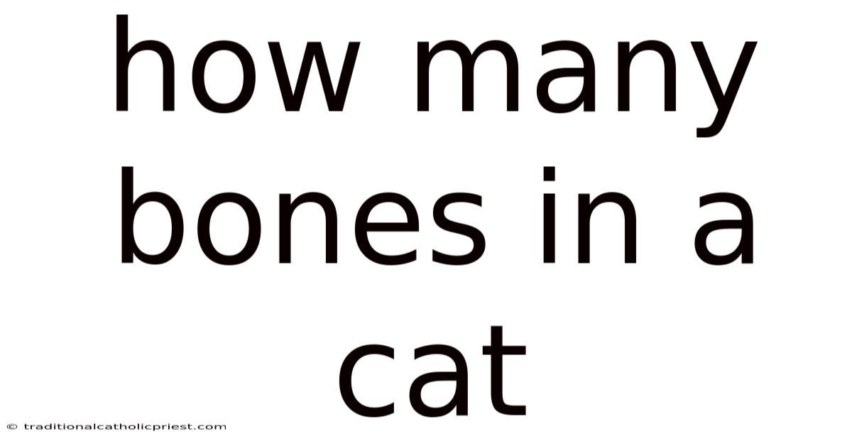 How Many Bones In A Cat