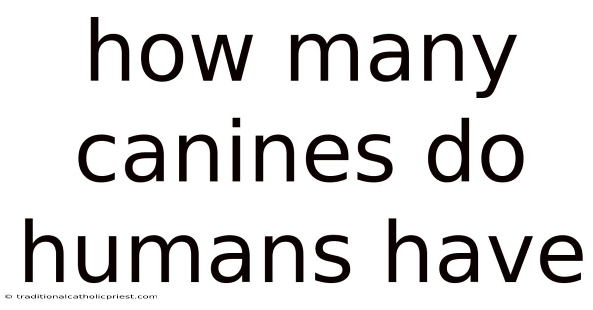 How Many Canines Do Humans Have