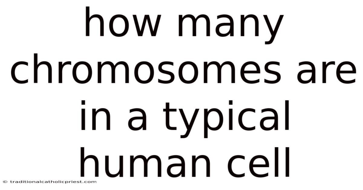How Many Chromosomes Are In A Typical Human Cell