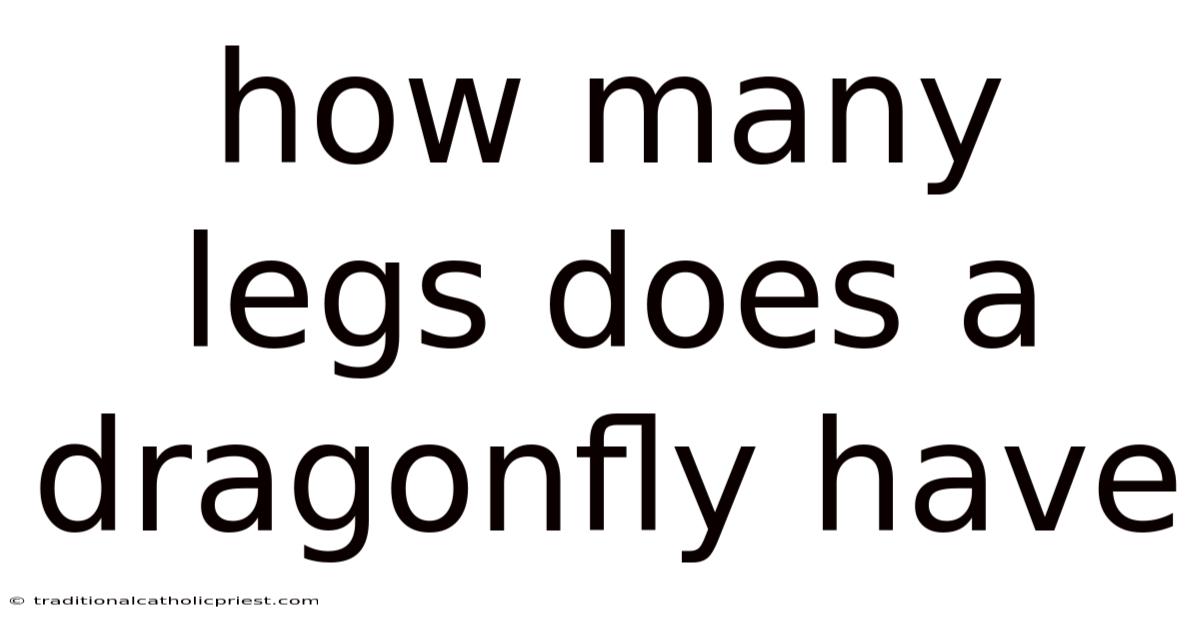 How Many Legs Does A Dragonfly Have