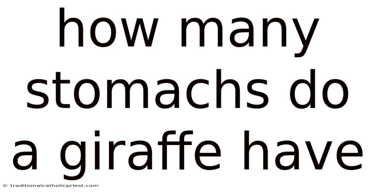 How Many Stomachs Do A Giraffe Have