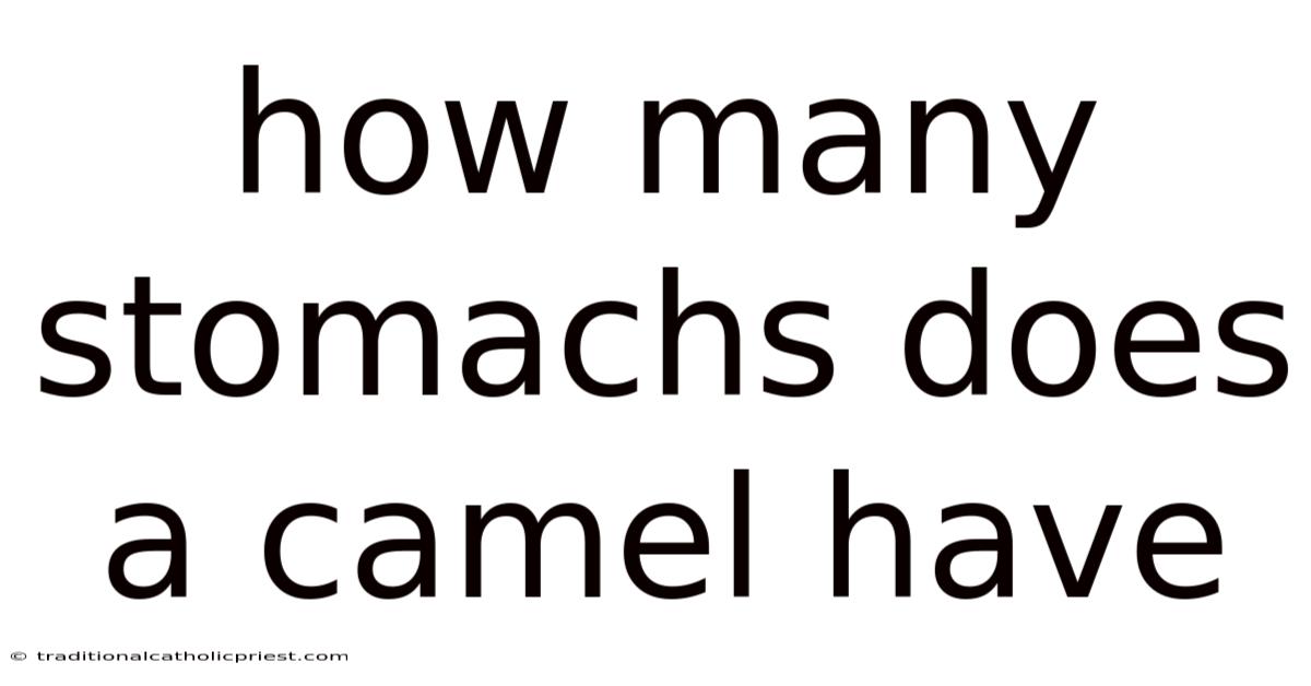 How Many Stomachs Does A Camel Have
