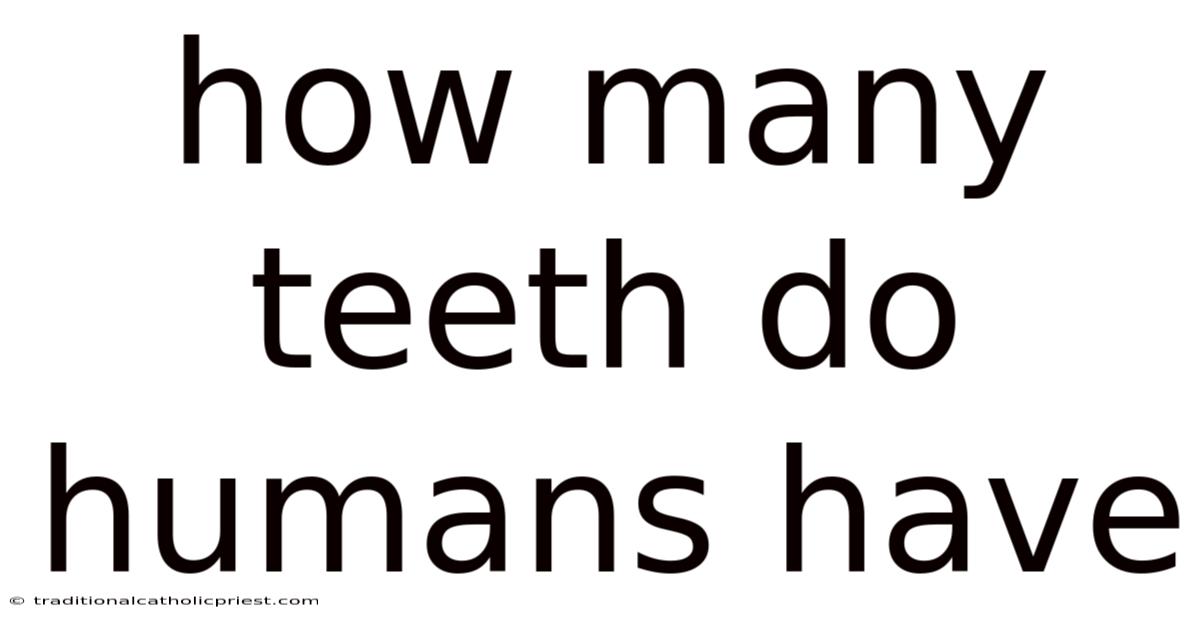 How Many Teeth Do Humans Have