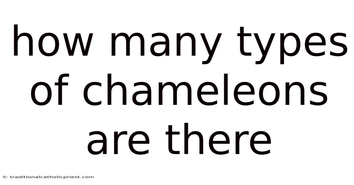 How Many Types Of Chameleons Are There