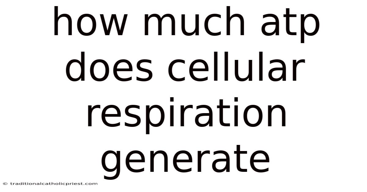 How Much Atp Does Cellular Respiration Generate